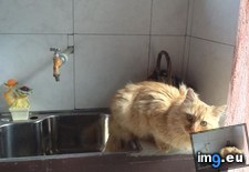 Tags: cats, check (Pict. in My r/CATS favs)