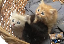 Tags: cats, check (Pict. in My r/CATS favs)