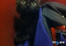 Tags: backpack, cats, chilling (Pict. in My r/CATS favs)