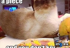 Tags: cats, clever, eat, kitty, pizza (Pict. in My r/CATS favs)