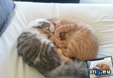 Tags: bother, cats, sleeping (Pict. in My r/CATS favs)