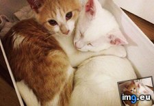 Tags: brother, cats, for, worry, you (Pict. in My r/CATS favs)