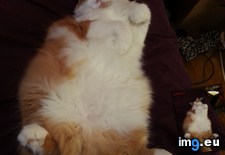 Tags: cats, dorito, rub, tummy (Pict. in My r/CATS favs)
