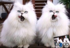 Tags: cats, double, fluff (Pict. in My r/CATS favs)