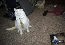 Tags: cats, employee, month (Pict. in My r/CATS favs)