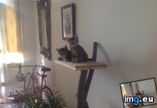 Tags: cats, enjoying, homemade, treehouse (Pict. in My r/CATS favs)