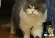 Tags: cats, dwarf, essi, grumpy, shorthair (Pict. in My r/CATS favs)
