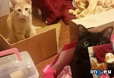 Tags: bag, box, cats, jump, shopping, time (Pict. in My r/CATS favs)