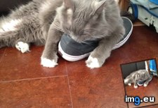 Tags: cats, off, shoes, time (Pict. in My r/CATS favs)