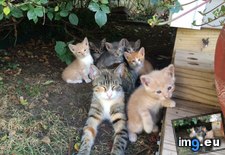 Tags: cats, family, portrait (Pict. in My r/CATS favs)
