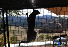 Tags: cats, one, roof, savannahs (Pict. in My r/CATS favs)