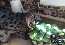 Tags: cats, one, roof, savannahs (Pict. in My r/CATS favs)