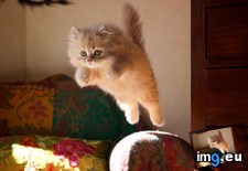 Tags: cat, cats, cute, flying (Pict. in My r/CATS favs)