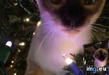 Tags: cats, christmas, hanging, tree (Pict. in My r/CATS favs)