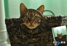 Tags: basket, bengal, cat, cats (Pict. in My r/CATS favs)