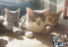 Tags: bathing, cats, sun (Pict. in My r/CATS favs)