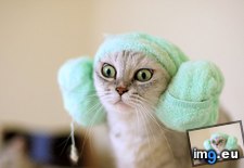Tags: cat, cats, funny, towel (Pict. in My r/CATS favs)