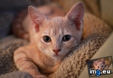Tags: cats, got, kitten, meeka, meet, new, week (Pict. in My r/CATS favs)