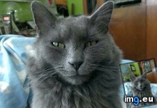 Tags: cats, grey (Pict. in My r/CATS favs)