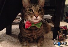 Tags: boy, cats, handsome (Pict. in My r/CATS favs)