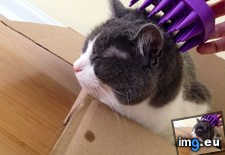 Tags: box, cats, drool, groom, happiness, note, spot (Pict. in My r/CATS favs)