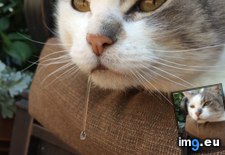 Tags: cats, drooling, minutes, realize, was (Pict. in My r/CATS favs)
