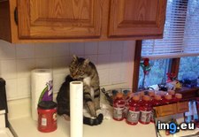 Tags: allowed, busted, cats, counter, not (Pict. in My r/CATS favs)