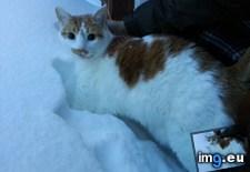 Tags: baby, boy, cats, checking, driveway, mccow, snow (Pict. in My r/CATS favs)