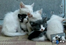 Tags: abandoned, cats, father, mother, raised (Pict. in My r/CATS favs)