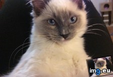 Tags: cats, ghost, girlfriend, hope, kitty, promised, ragdoll, rules (Pict. in My r/CATS favs)