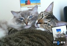 Tags: adopted, ago, cats, difference, time, year (Pict. in My r/CATS favs)