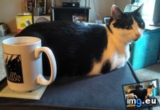 Tags: buttwarmer, calls, cats, coffee, zoey (Pict. in My r/CATS favs)