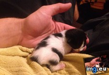 Tags: cats, kitten, tiny (Pict. in My r/CATS favs)