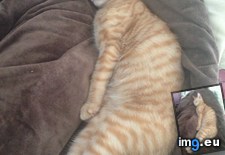 Tags: cats, couch, guess, sleeping (Pict. in My r/CATS favs)