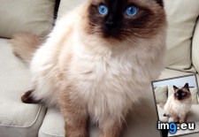 Tags: 1st, birthday, bribe, candy, cats, happy, macro, photo, ragdoll (Pict. in My r/CATS favs)