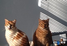 Tags: breakfast, cats, for, had, hours, normal, off, waiting, woke (Pict. in My r/CATS favs)