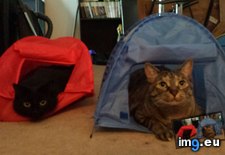 Tags: cats, finally, rip, sitting, tents, try, weeks (Pict. in My r/CATS favs)
