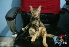 Tags: cats, deal, desktop, everyday, sit (Pict. in My r/CATS favs)
