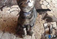 Tags: bow, cats, classy, for, hear, henry, kitten, sophisticated, ties (Pict. in My r/CATS favs)