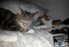 Tags: bedroom, cats, saw, walked (Pict. in My r/CATS favs)