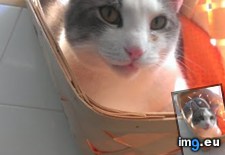 Tags: but, cats, face, how, mad, not, supposed, you (Pict. in My r/CATS favs)