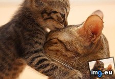 Tags: cats, love, mom (Pict. in My r/CATS favs)