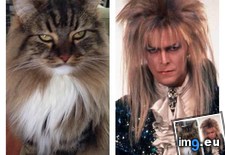 Tags: cats, goblin, king, living (Pict. in My r/CATS favs)