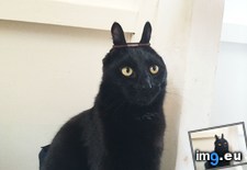 Tags: black, cat, cats, easter, friday, missed, stoffel (Pict. in My r/CATS favs)