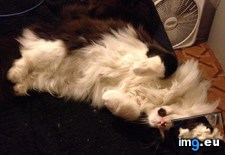 Tags: cats, petting, rolled, she, tummy (Pict. in My r/CATS favs)