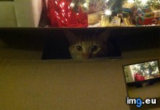 Tags: cats, christmas, our, presents, wanted, wrapped (Pict. in My r/CATS favs)