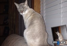 Tags: cats, cougar, mistake (Pict. in My r/CATS favs)