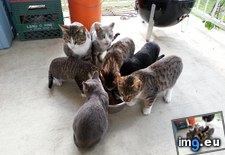 Tags: bigger, bowl, cats (Pict. in My r/CATS favs)