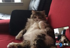 Tags: cat, cats, seduce (Pict. in My r/CATS favs)