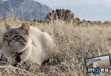 Tags: ago, cat, cats, died, microchip, months, reunited, thought, tomorrow (GIF in My r/CATS favs)